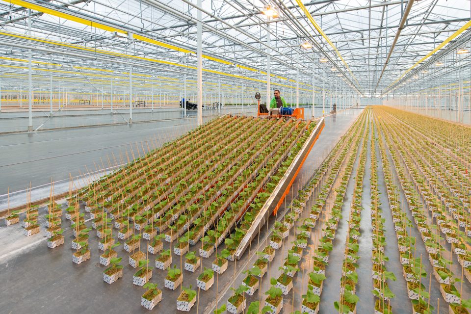 Studio Dijkgraaf Rotterdam Fotograaf Oostland Plantise